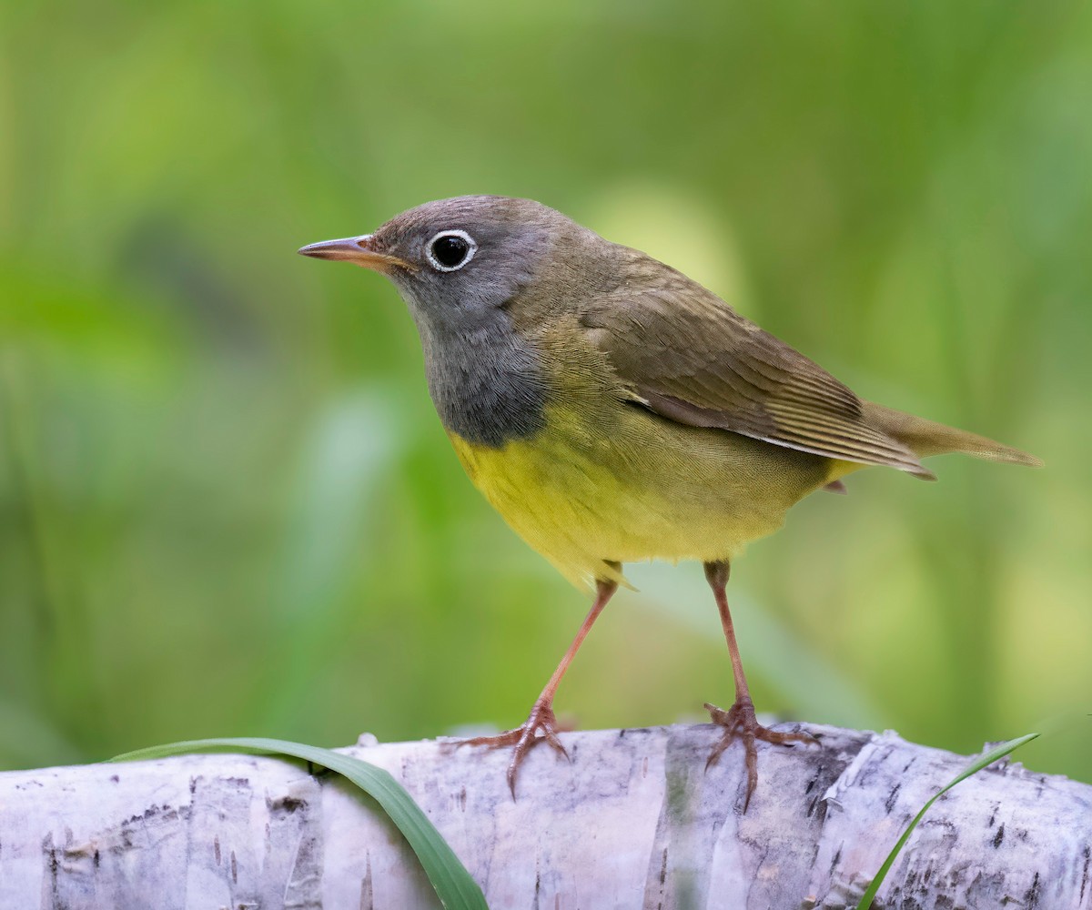Connecticut Warbler - ML637507837