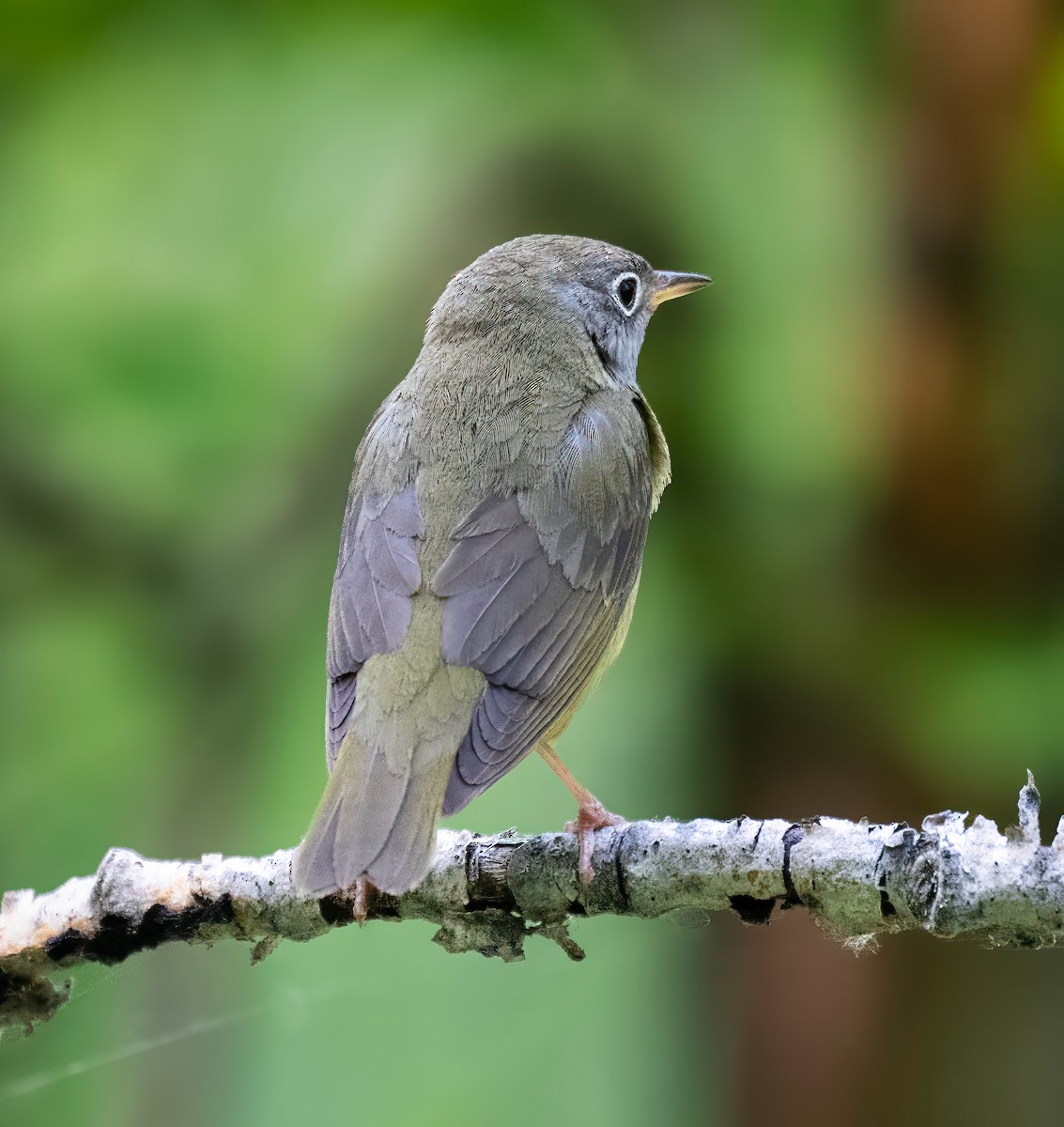 Connecticut Warbler - ML637507840