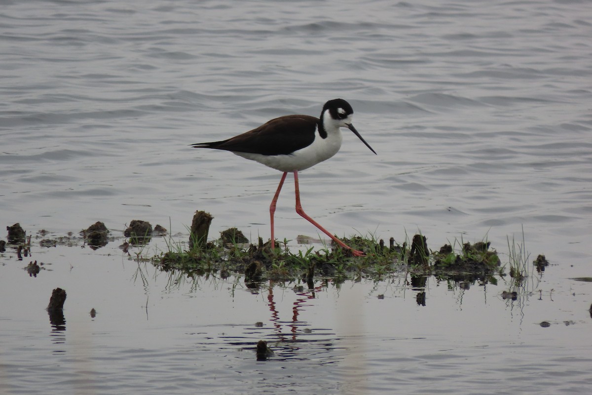 Black-necked Stilt - ML637507843
