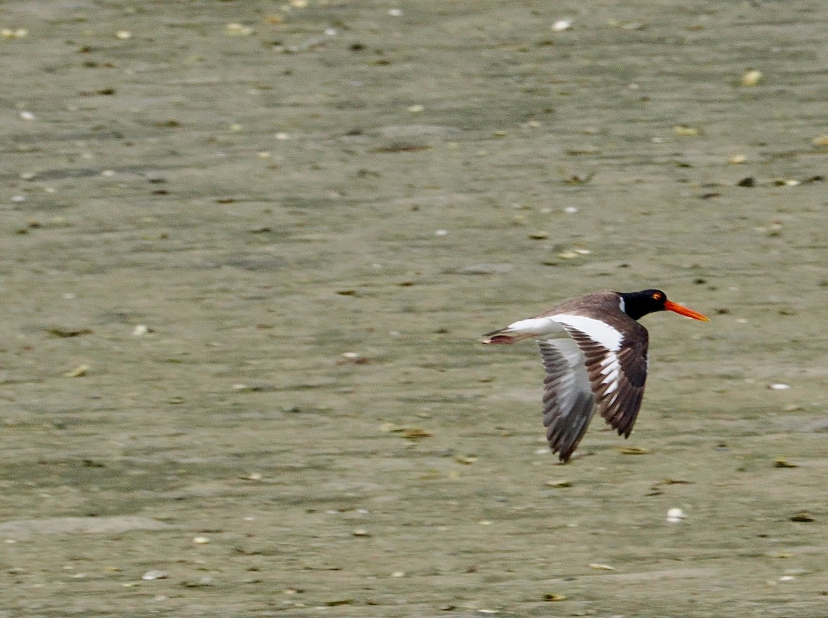 American Oystercatcher - ML637507844