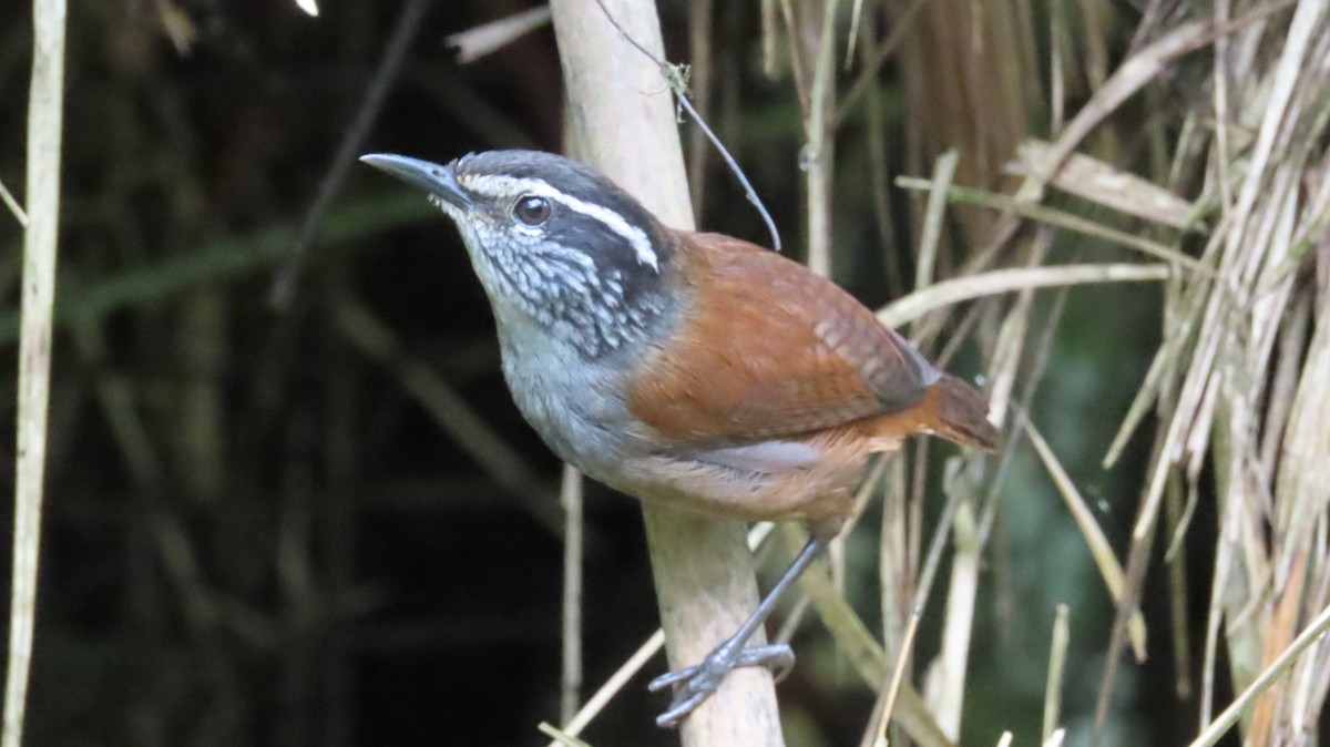 Gray-breasted Wood-Wren - ML637507850