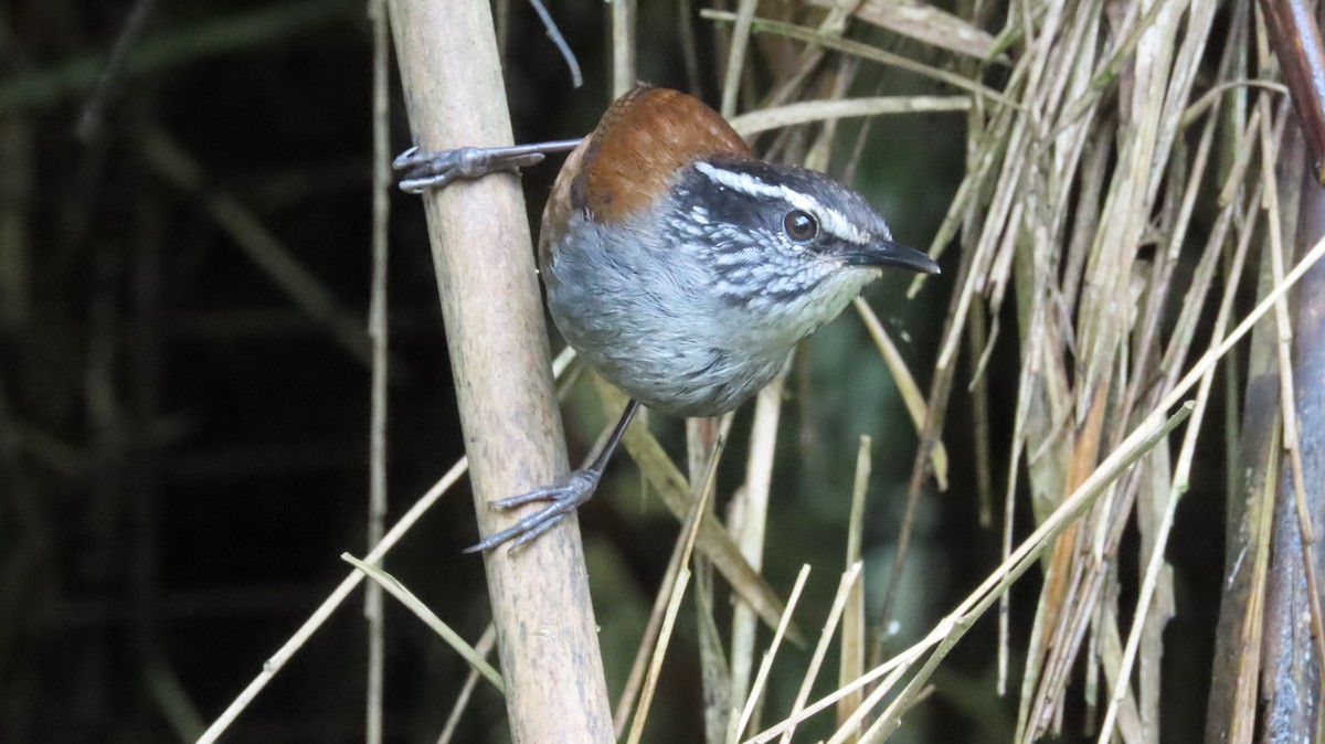 Gray-breasted Wood-Wren - ML637507851
