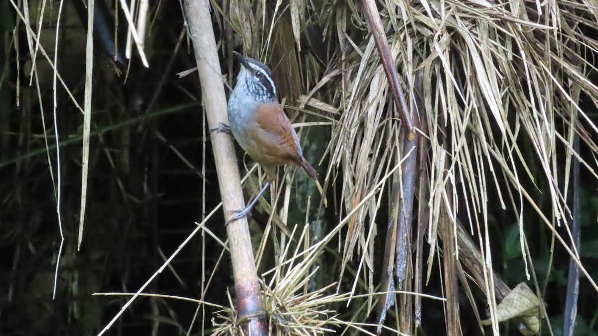 Gray-breasted Wood-Wren - ML637507852