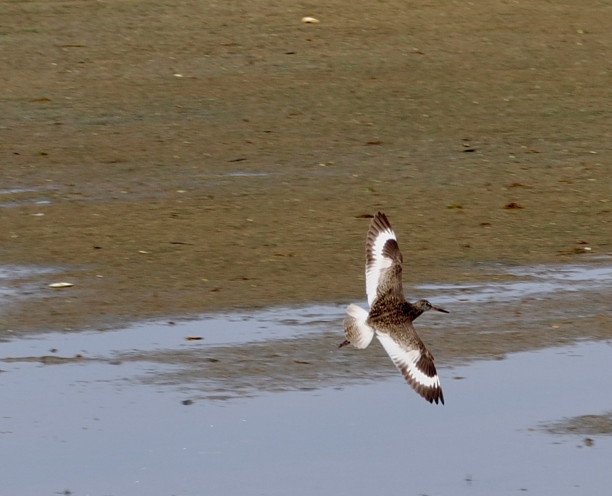 Willet - ML637507853