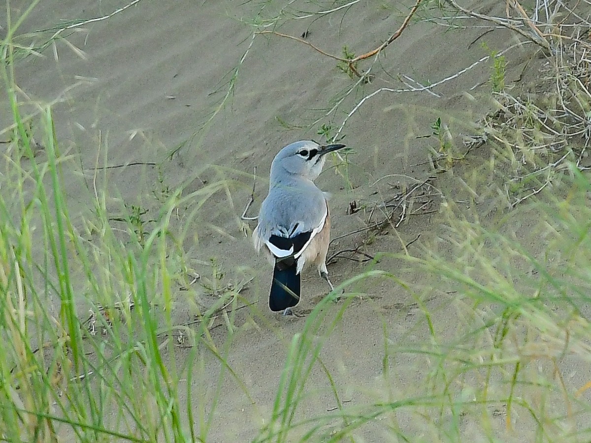 Turkestan Ground-Jay - ML637507856