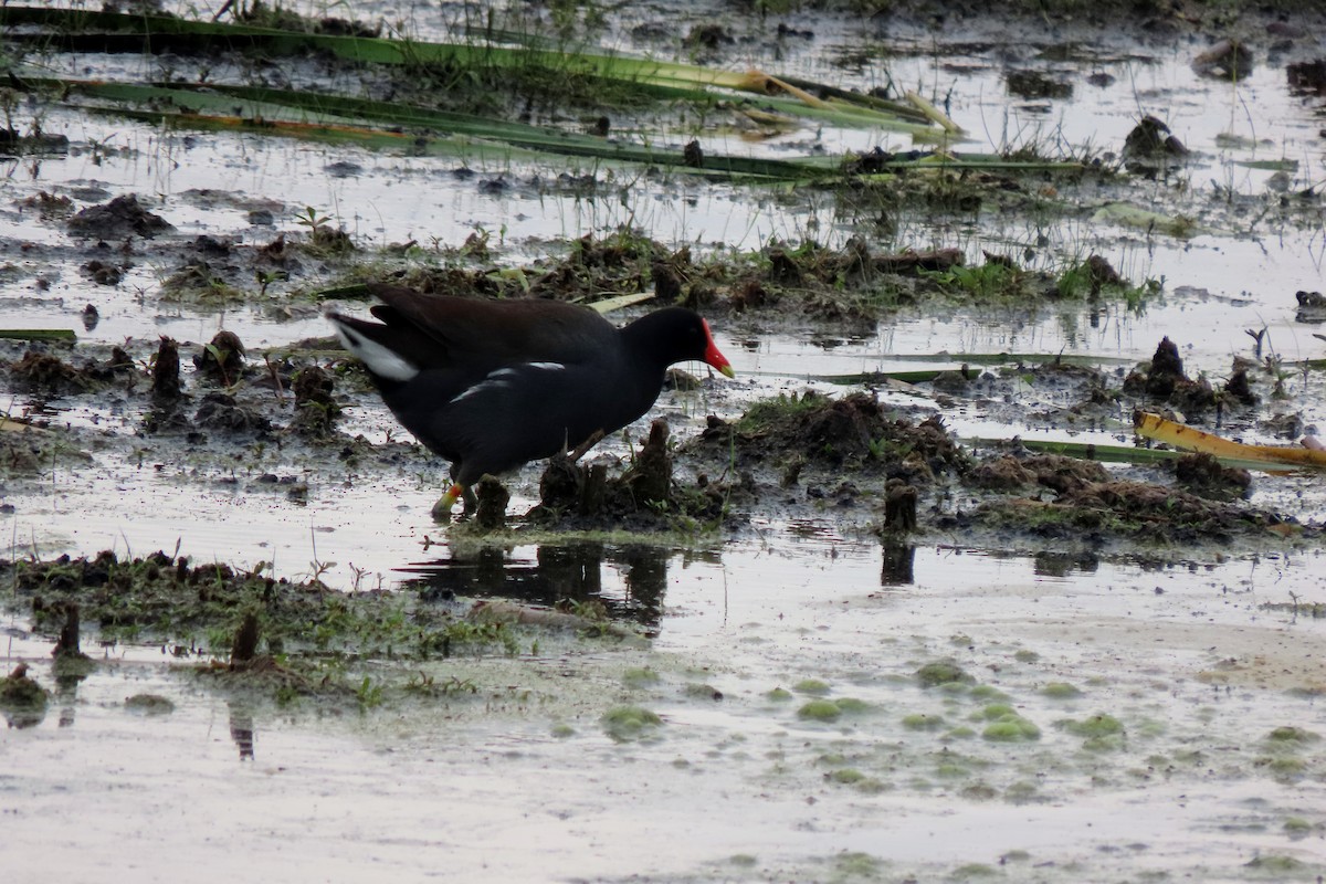 Common Gallinule - ML637507859