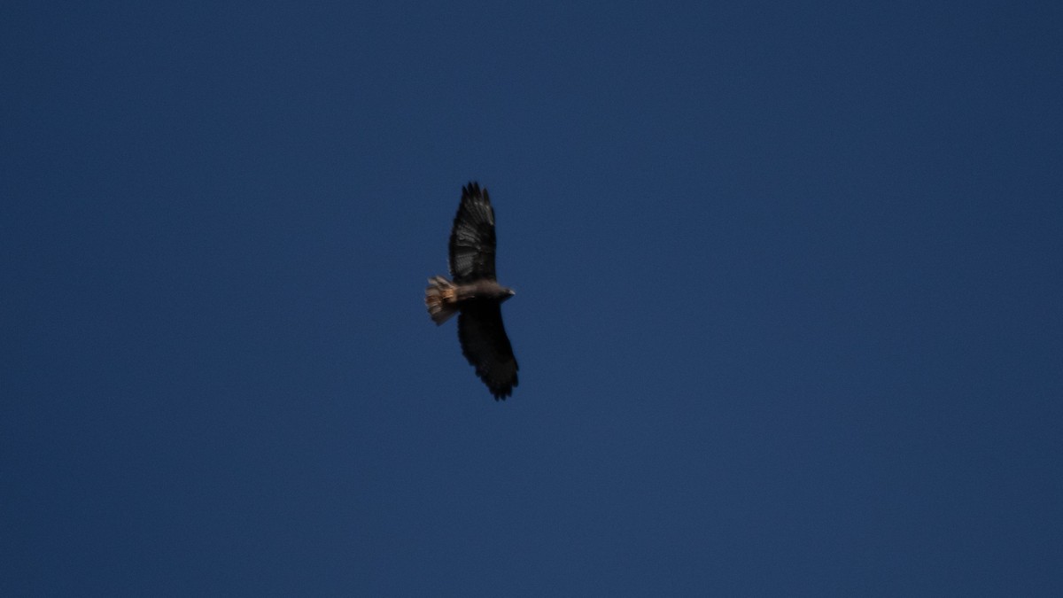 Red-tailed Hawk - ML637507862