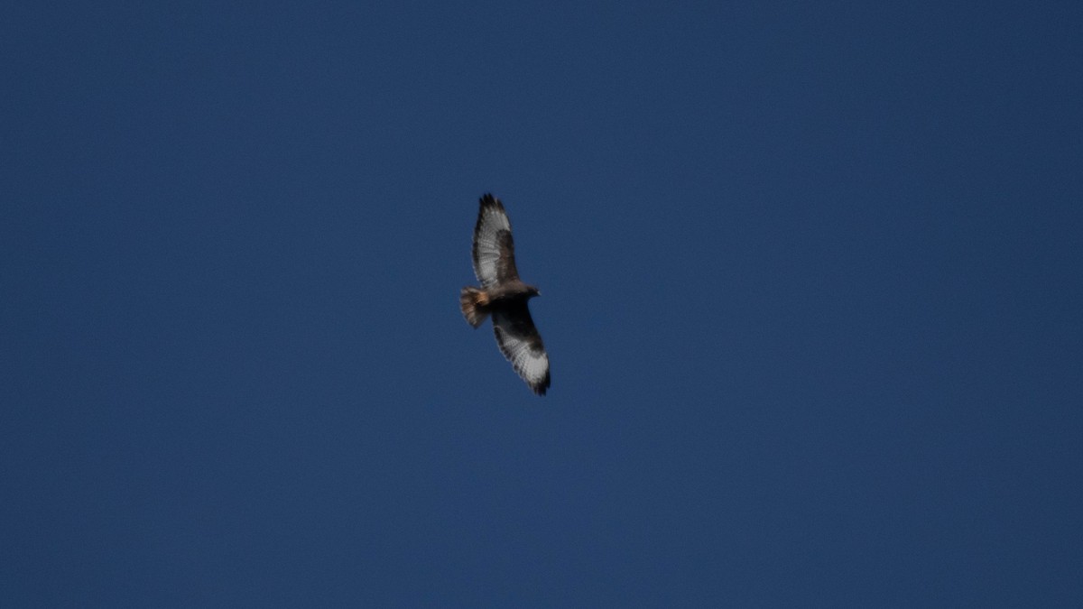 Red-tailed Hawk - ML637507863