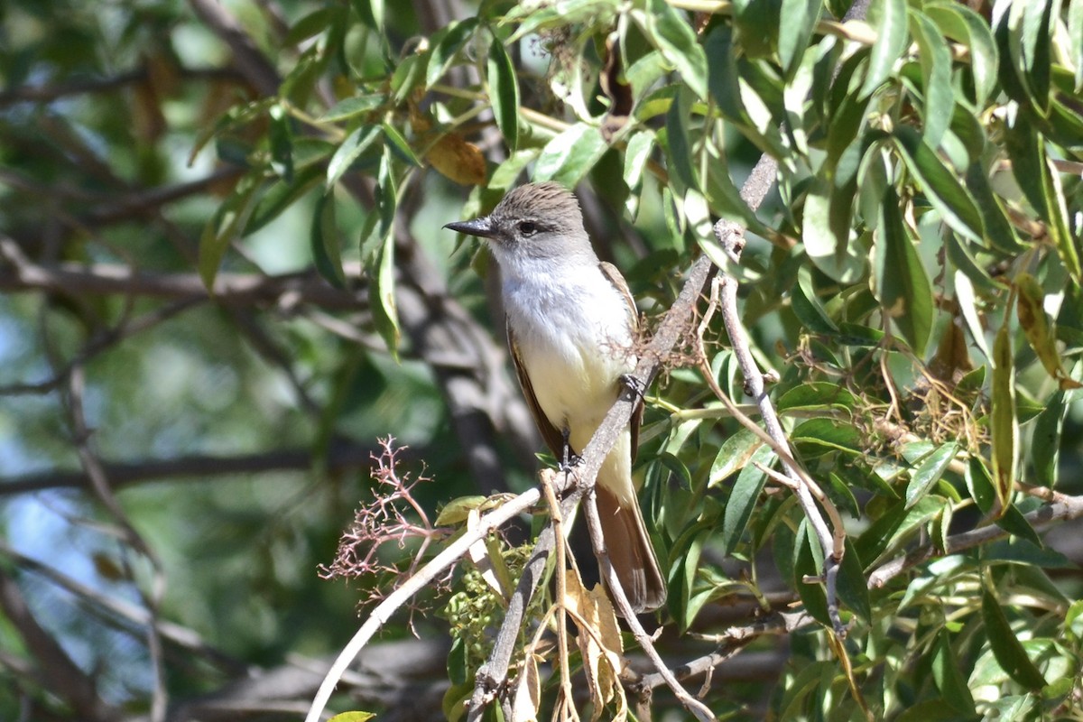 Ash-throated Flycatcher - ML637507867