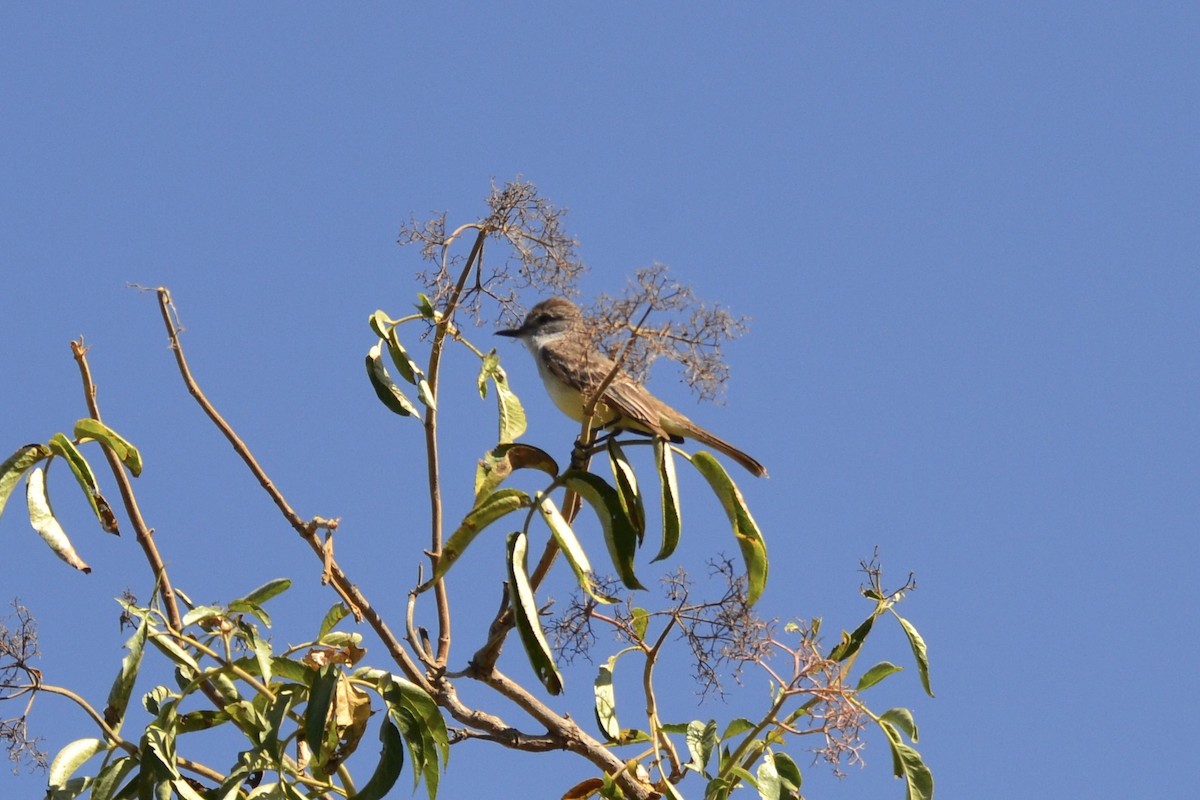 Ash-throated Flycatcher - ML637507868
