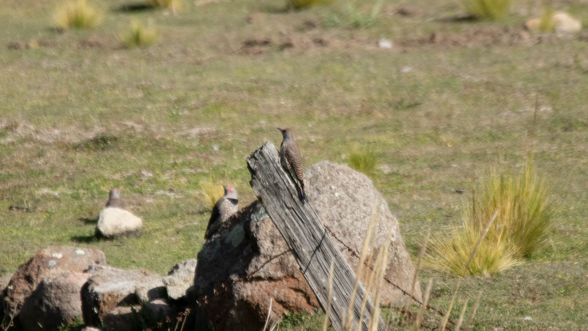 Northern Flicker - ML637507870