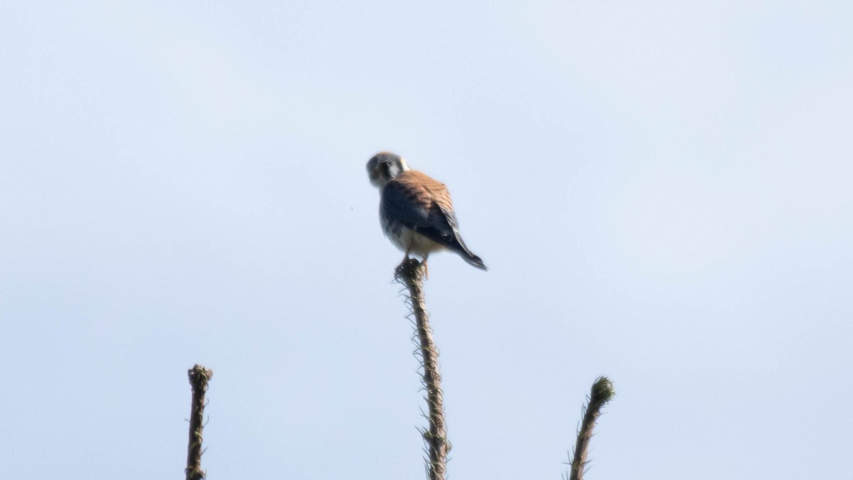 American Kestrel - ML637507872
