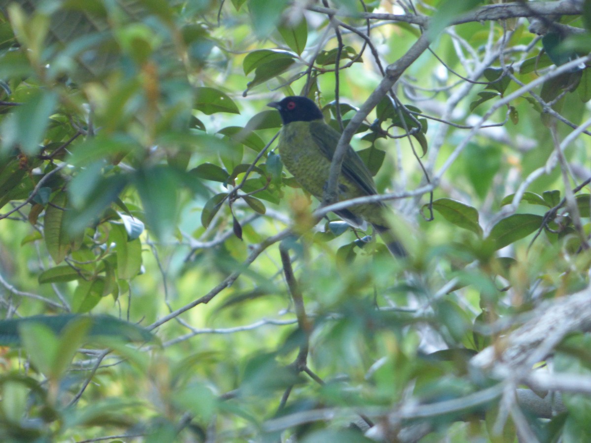 Black-headed Berryeater - ML637507882