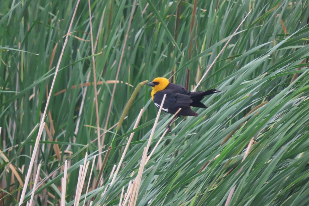 Yellow-headed Blackbird - ML637507885