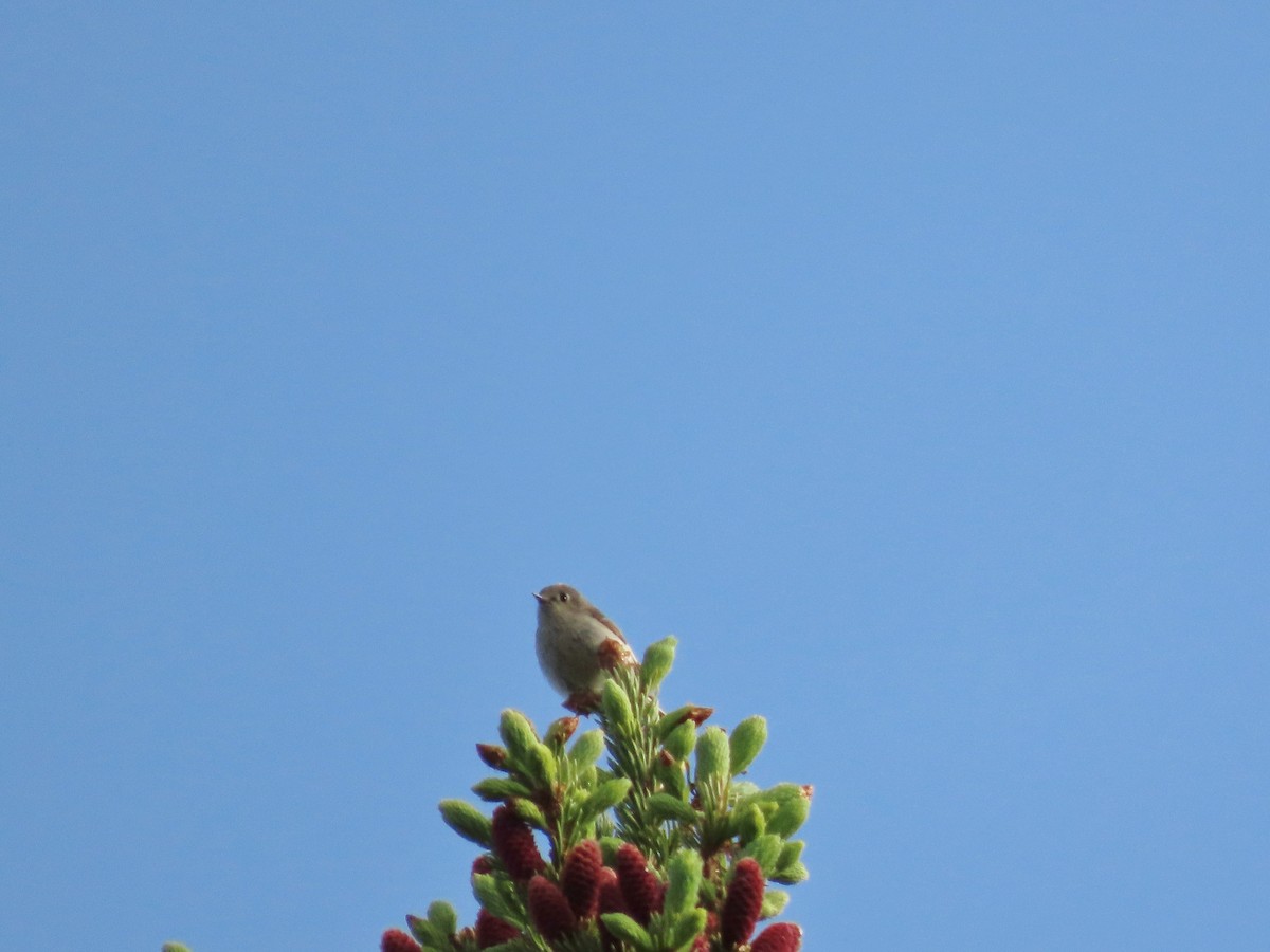 Ruby-crowned Kinglet - ML637507887