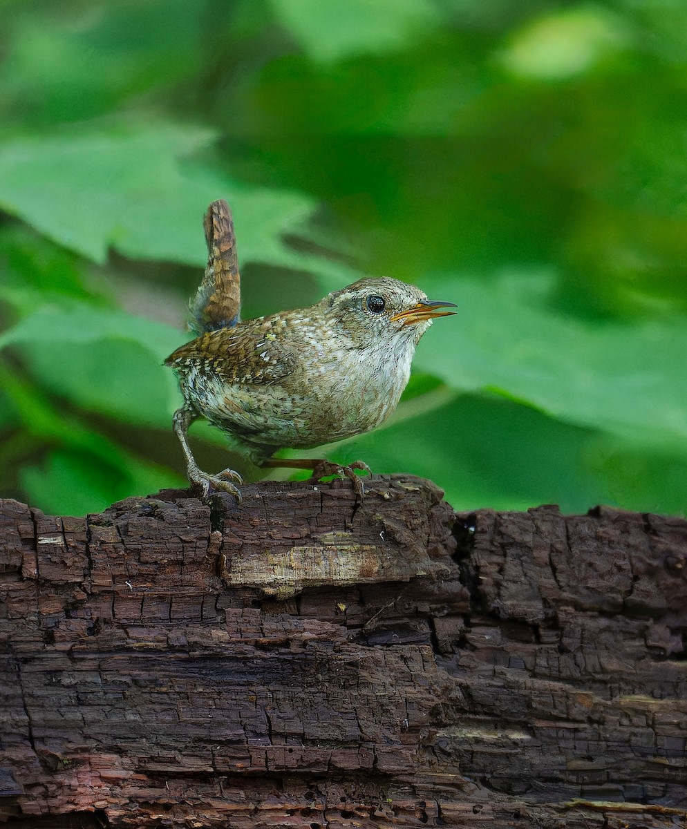 Winter Wren - ML637507889