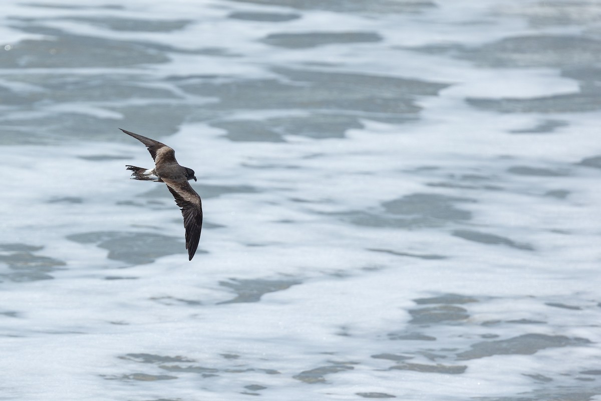 Leach's Storm-Petrel - ML637507892