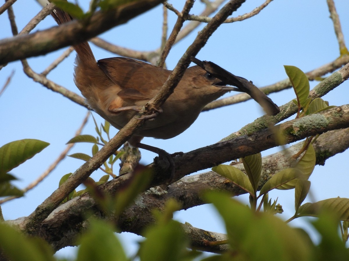 Plain Thornbird - ML637507900