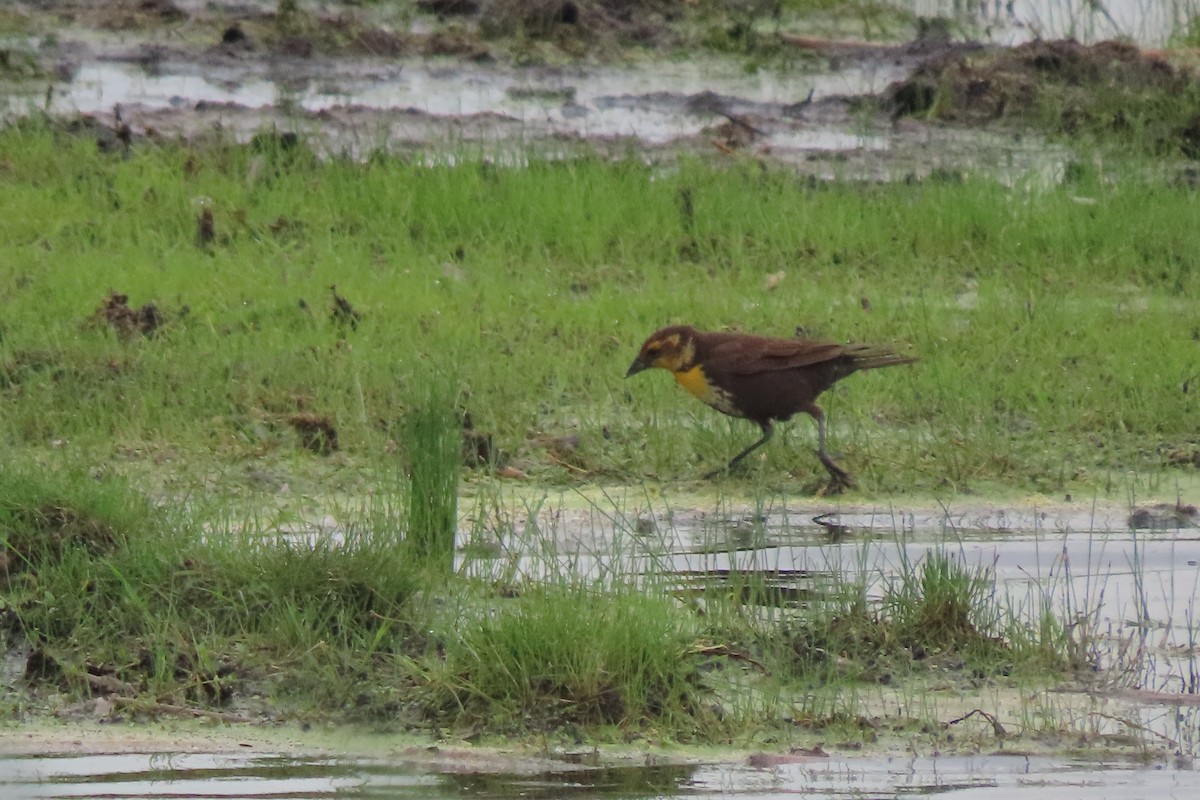 Yellow-headed Blackbird - ML637507920