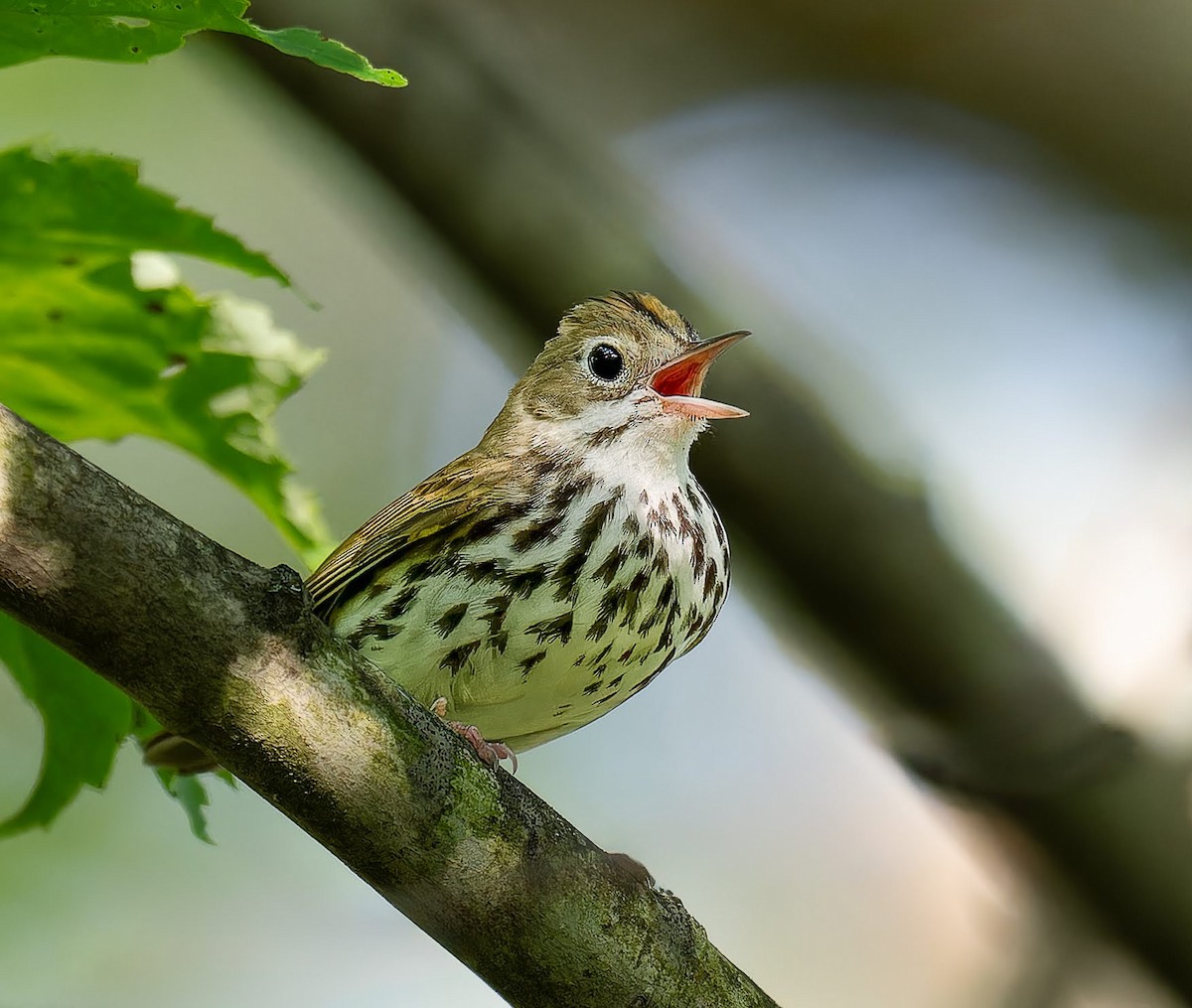 Ovenbird - ML637507925