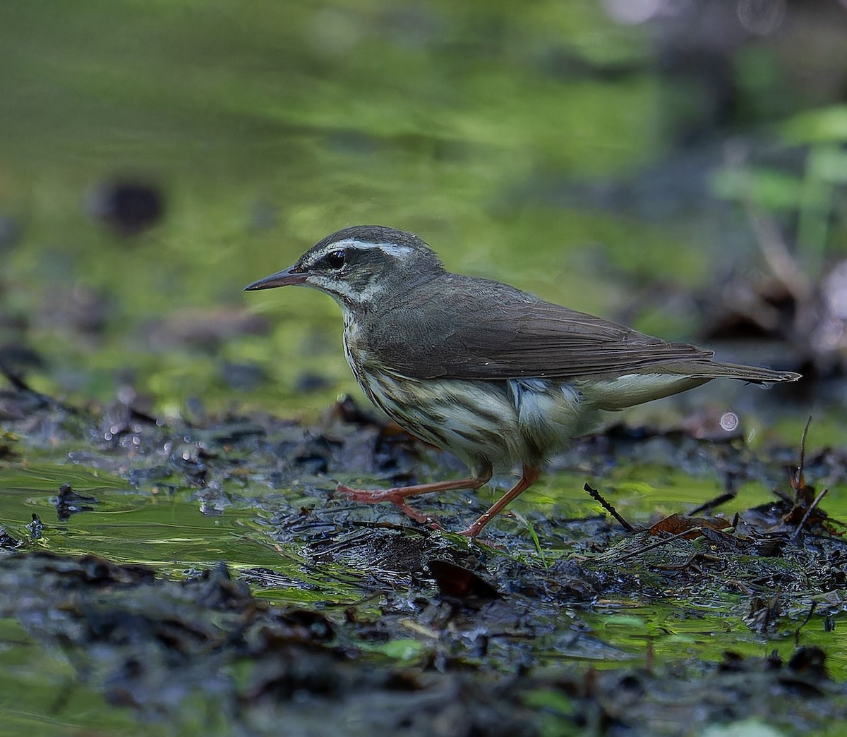 Louisiana Waterthrush - ML637507929
