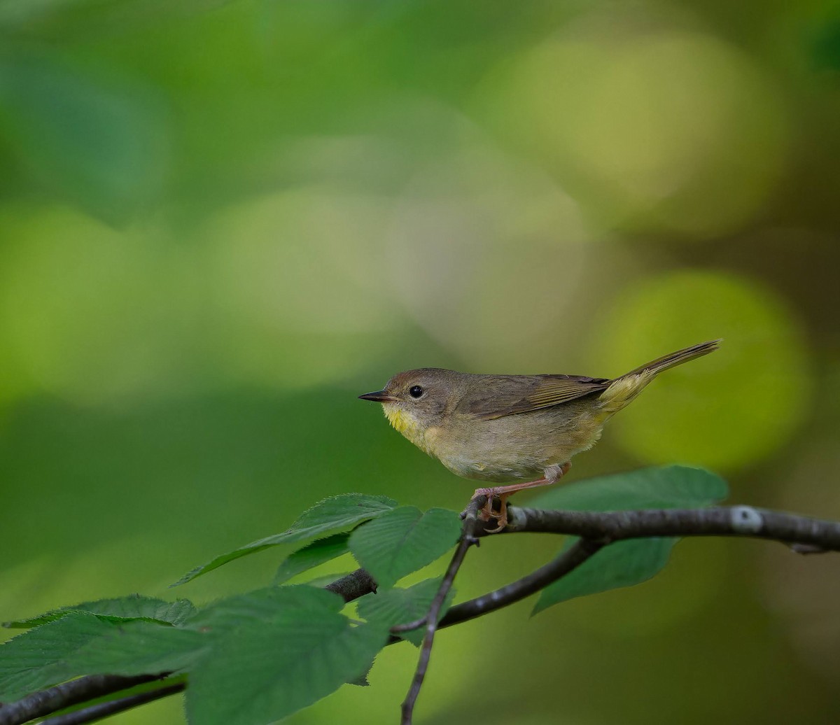 Common Yellowthroat - ML637507943