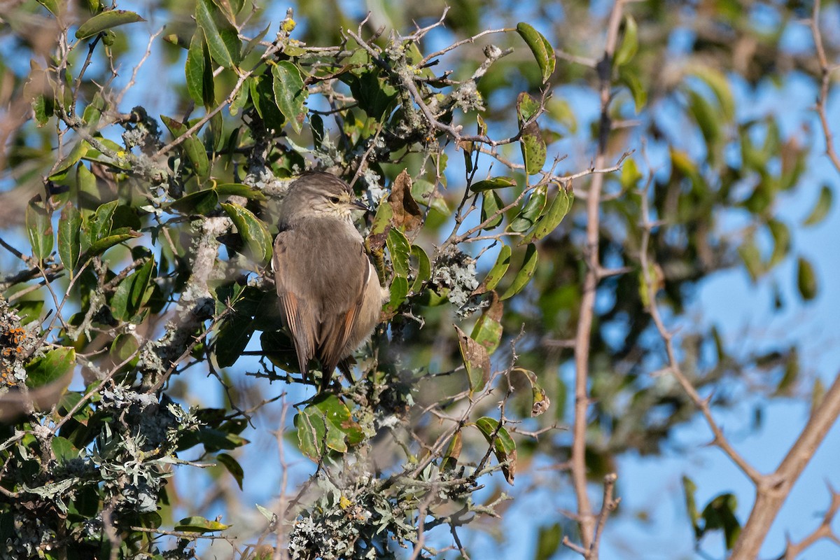 Tufted Tit-Spinetail - ML637507944