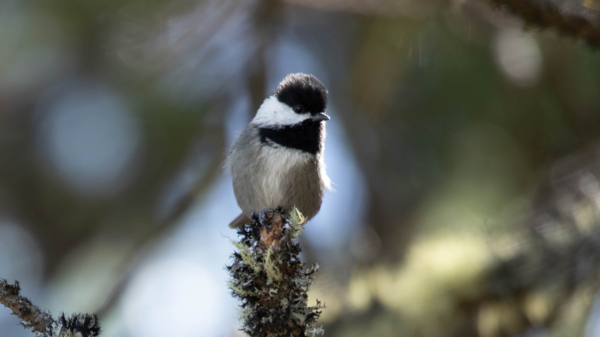 Mexican Chickadee - ML637507945