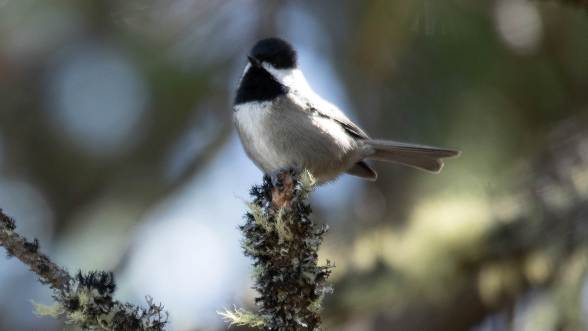Mexican Chickadee - ML637507946
