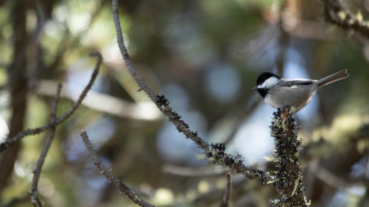 Mexican Chickadee - ML637507947
