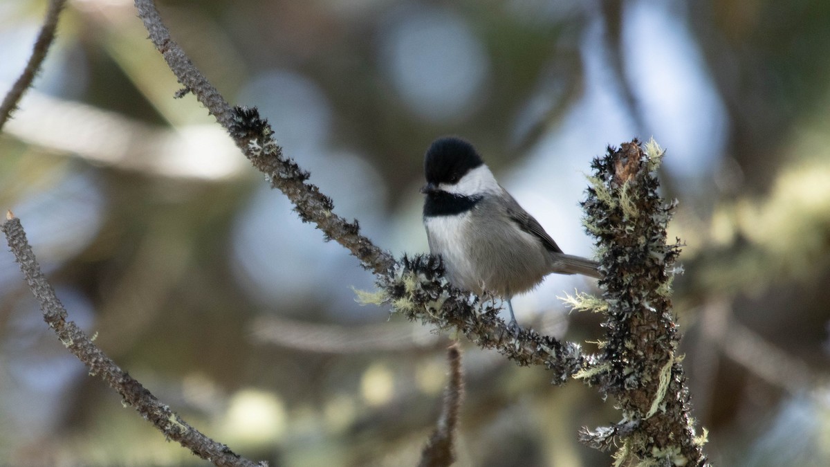 Mexican Chickadee - ML637507948