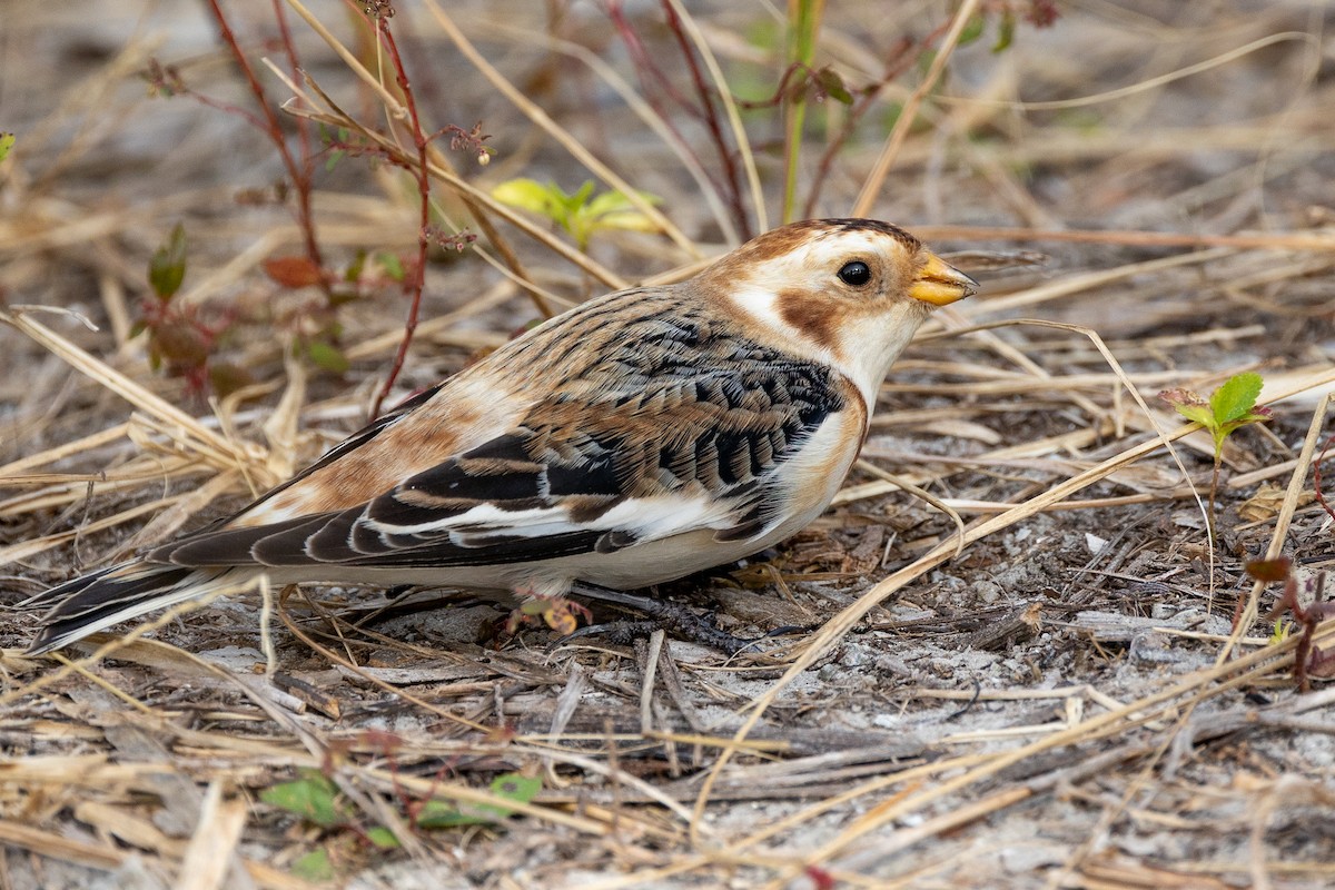 Snow Bunting - ML637507956