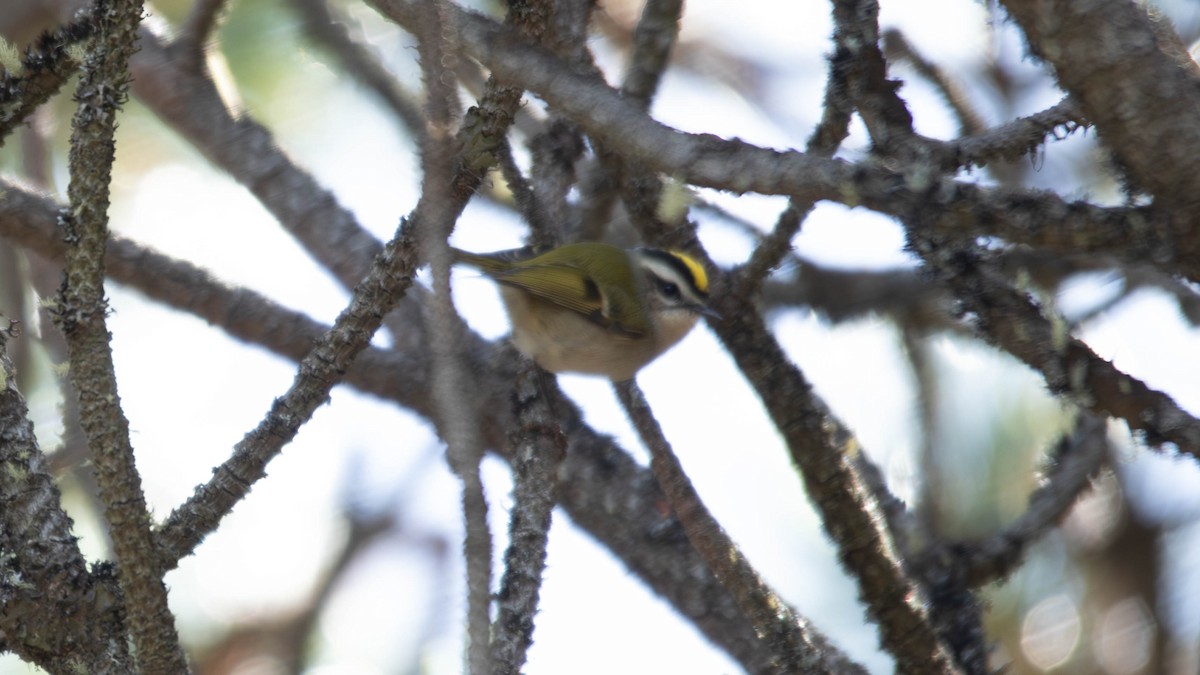 Golden-crowned Kinglet - ML637507966