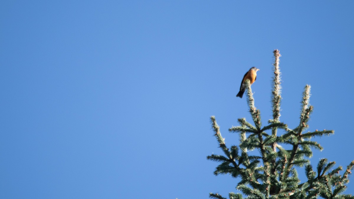 American Robin - ML637507978