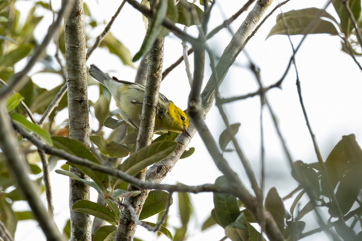 Black-throated Green Warbler - ML637507981