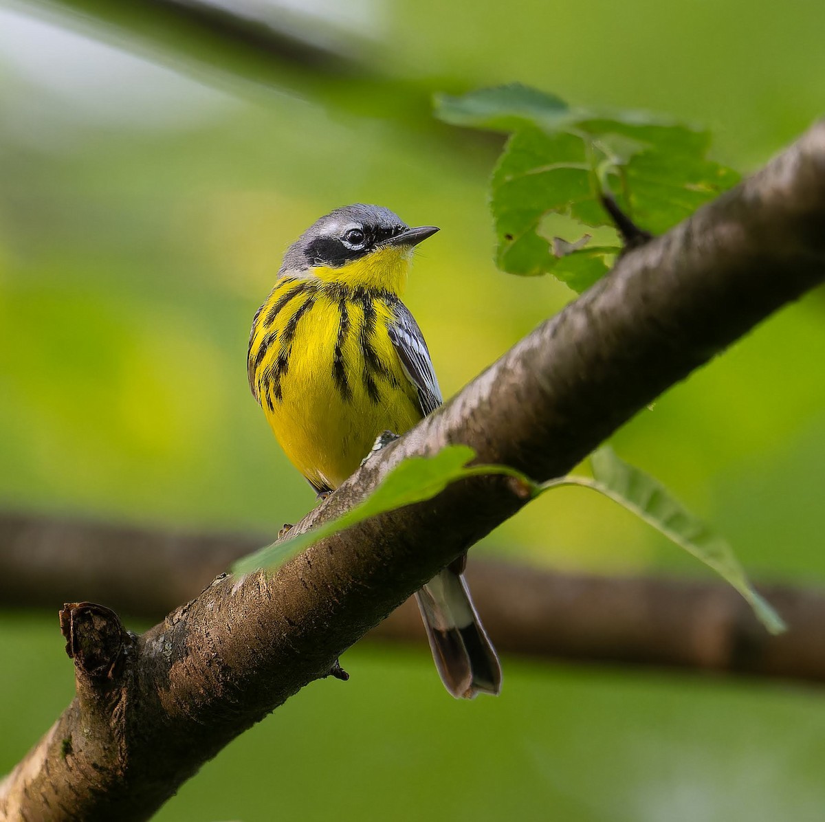 Magnolia Warbler - ML637507983