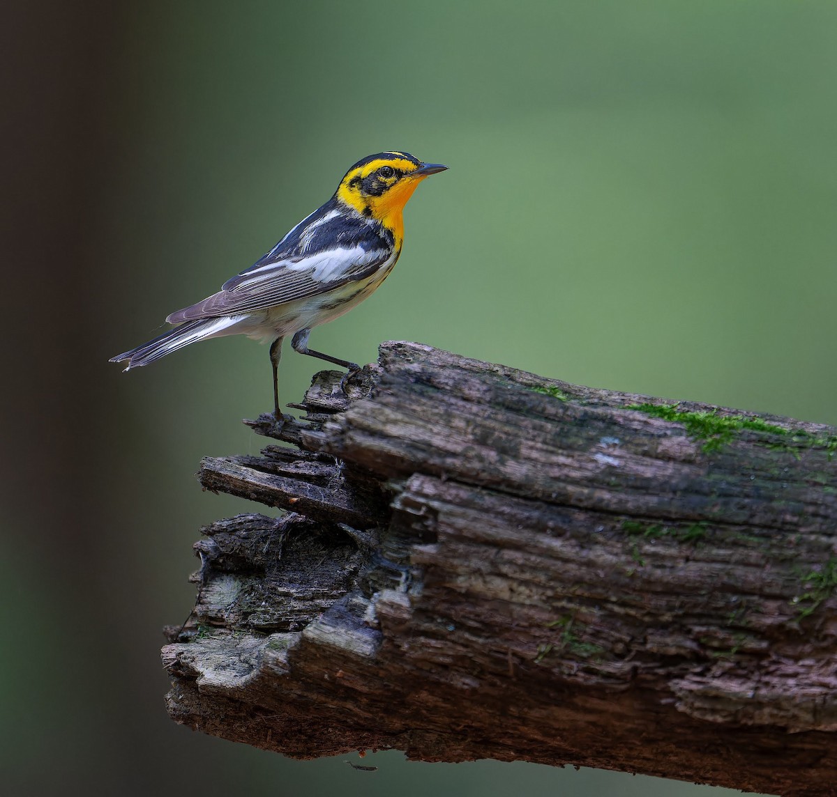 Blackburnian Warbler - ML637507999