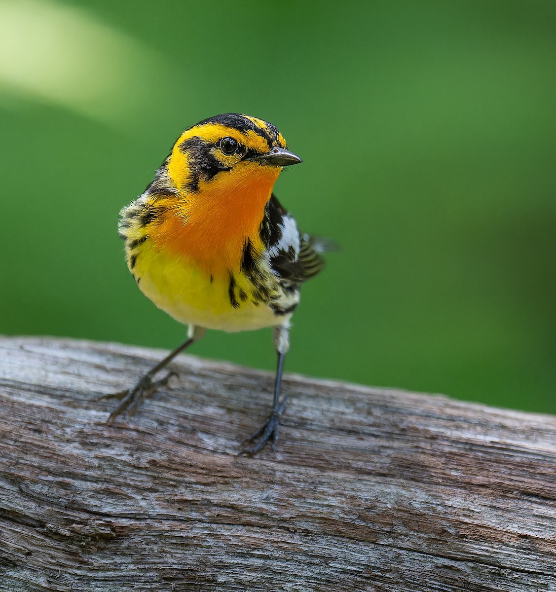 Blackburnian Warbler - ML637508000