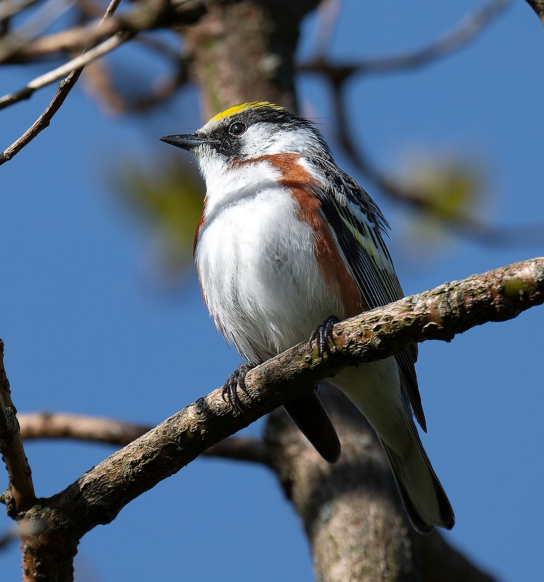 Chestnut-sided Warbler - ML637508011
