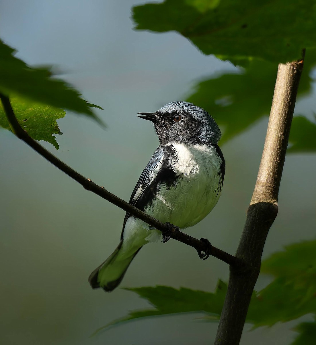 Black-throated Blue Warbler - ML637508020