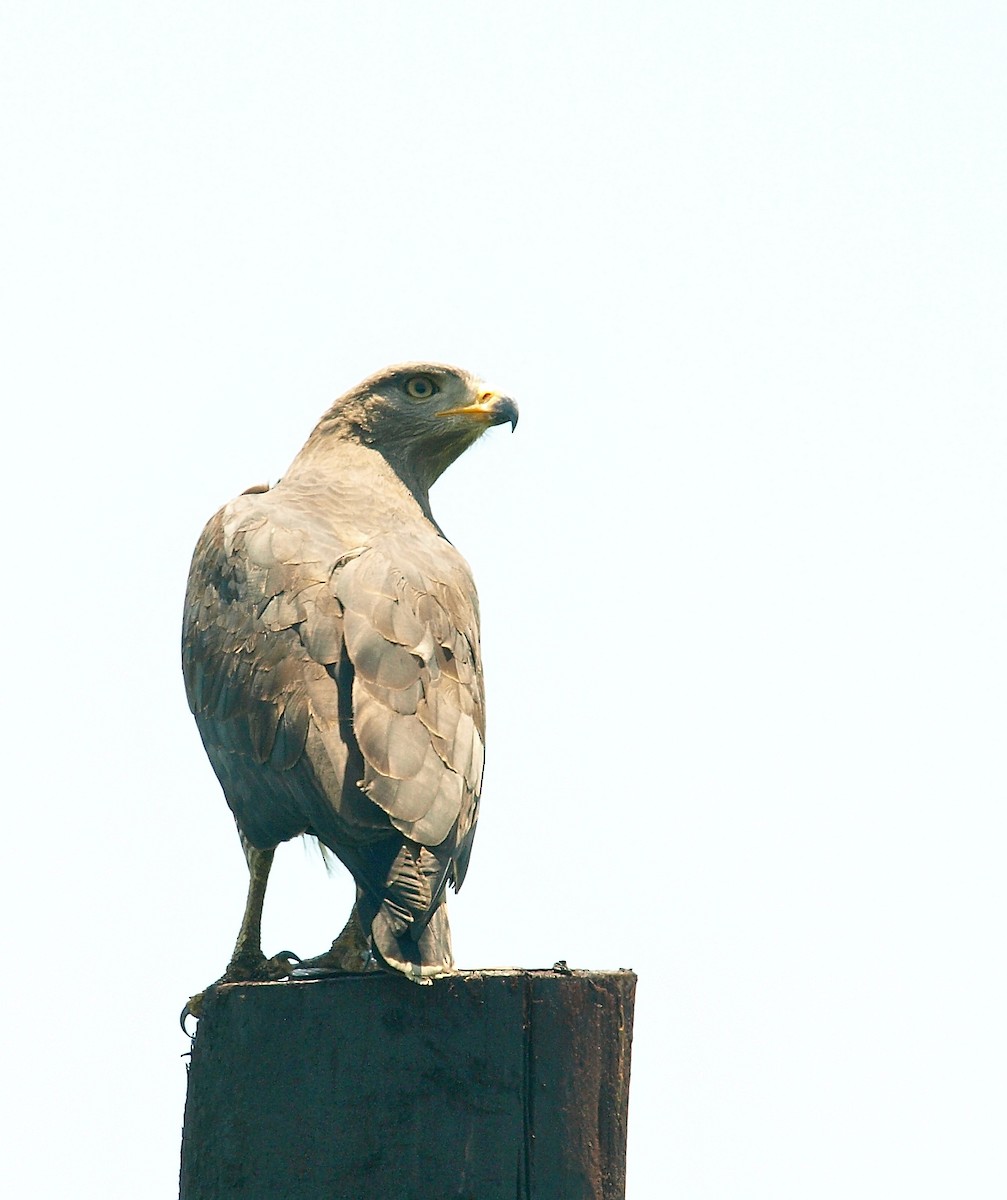 Western Banded Snake-Eagle - ML637508021