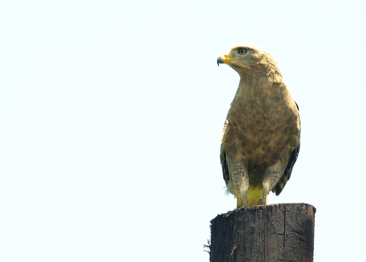 Western Banded Snake-Eagle - ML637508022
