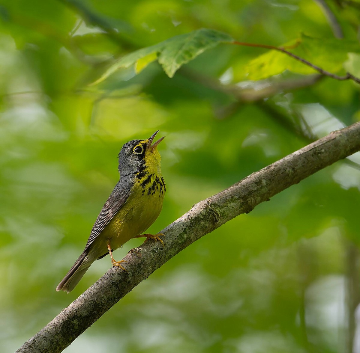 Canada Warbler - ML637508030