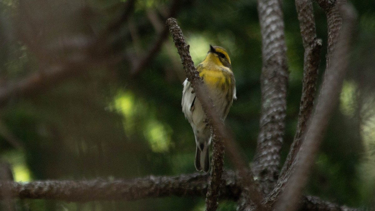 Townsend's Warbler - ML637508051