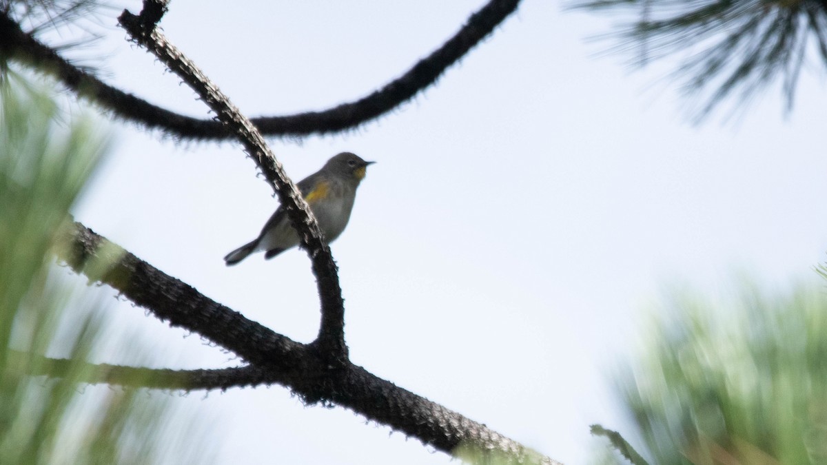 Yellow-rumped Warbler - ML637508057