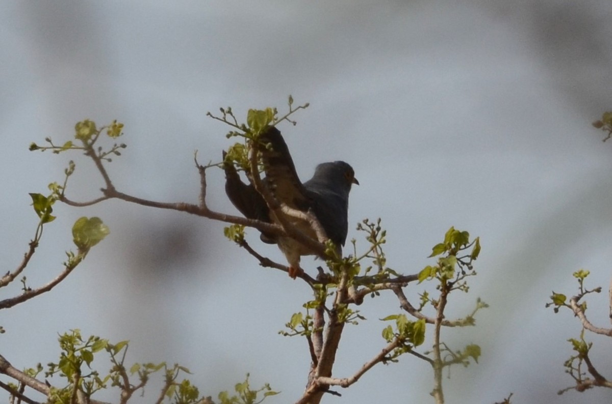 African Cuckoo - ML637508059