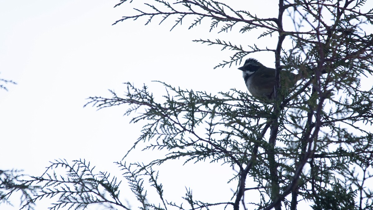 Collared Towhee - ML637508073