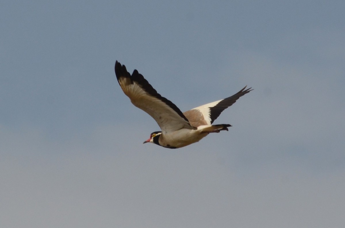 Black-headed Lapwing - ML637508080