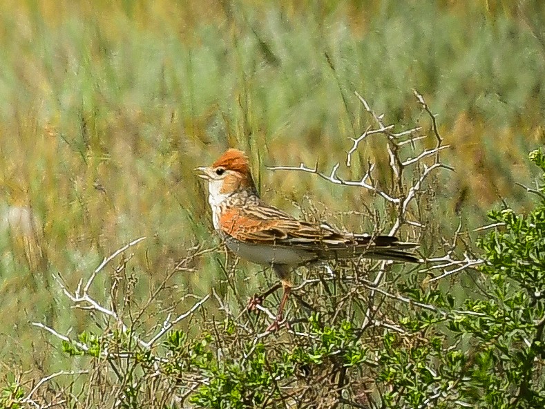 White-winged Lark - ML637508107