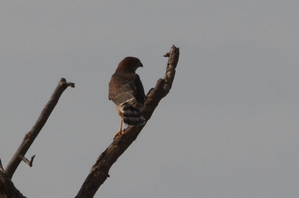 Gabar Goshawk - ML637508117